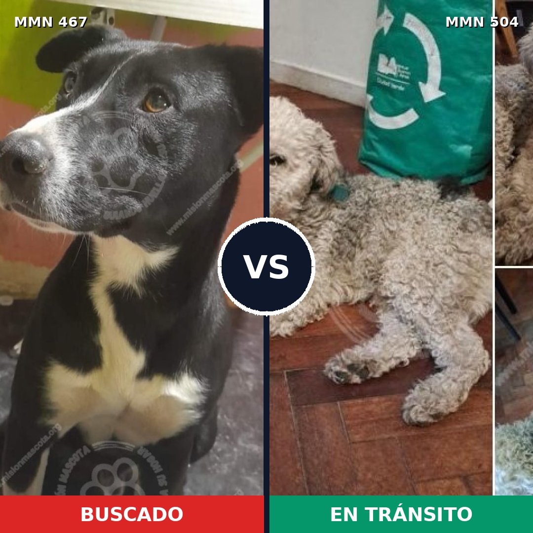 Comparativa MMS 8292: mascota perdida y mascota encontrada, 69% de similitud