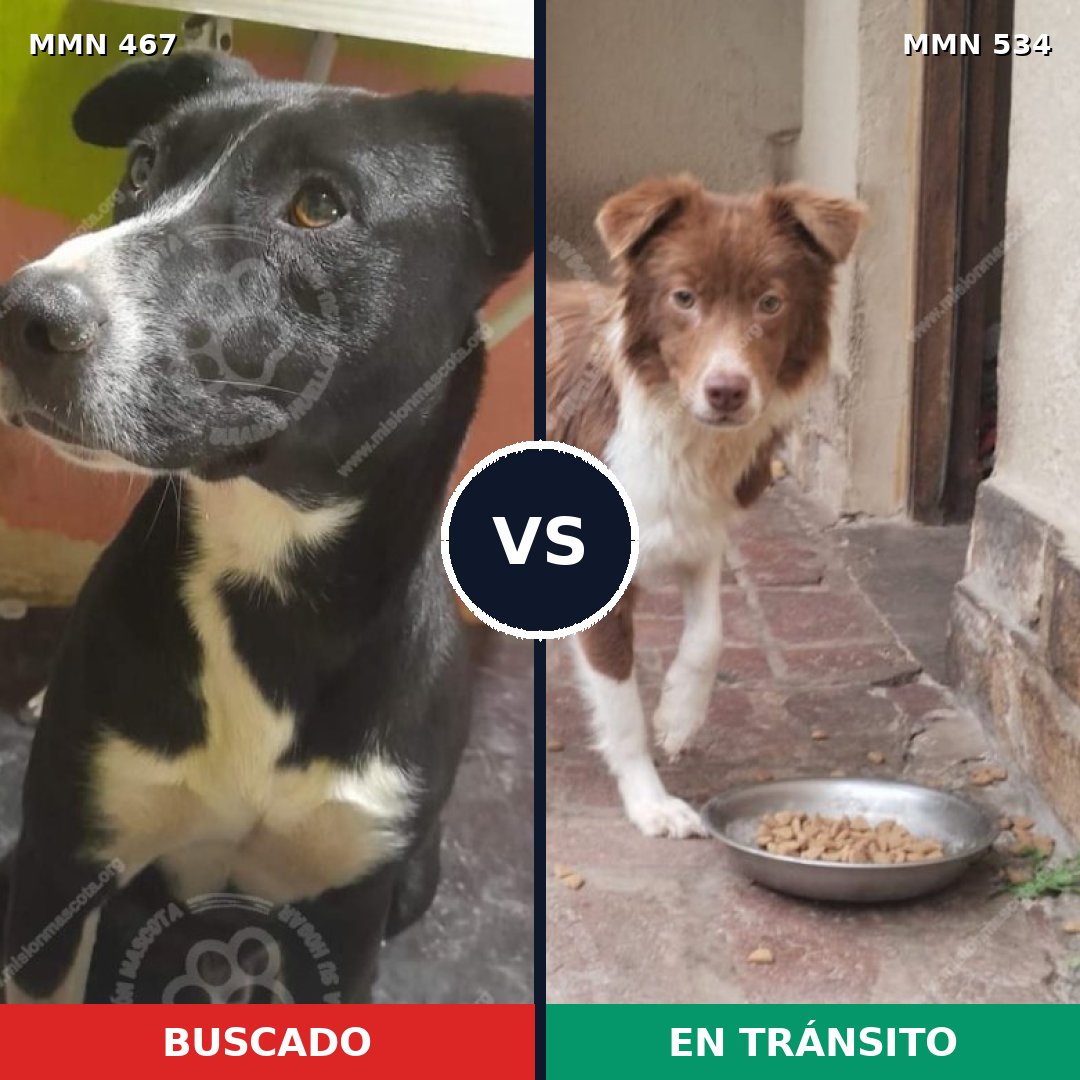 Comparativa MMS 8294: mascota perdida y mascota encontrada, 54% de similitud