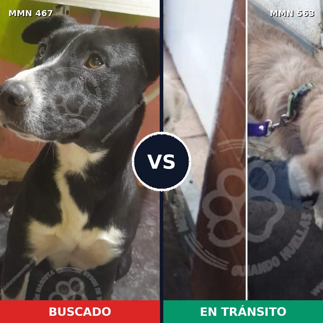 Comparativa MMS 8297: mascota perdida y mascota encontrada, 62% de similitud