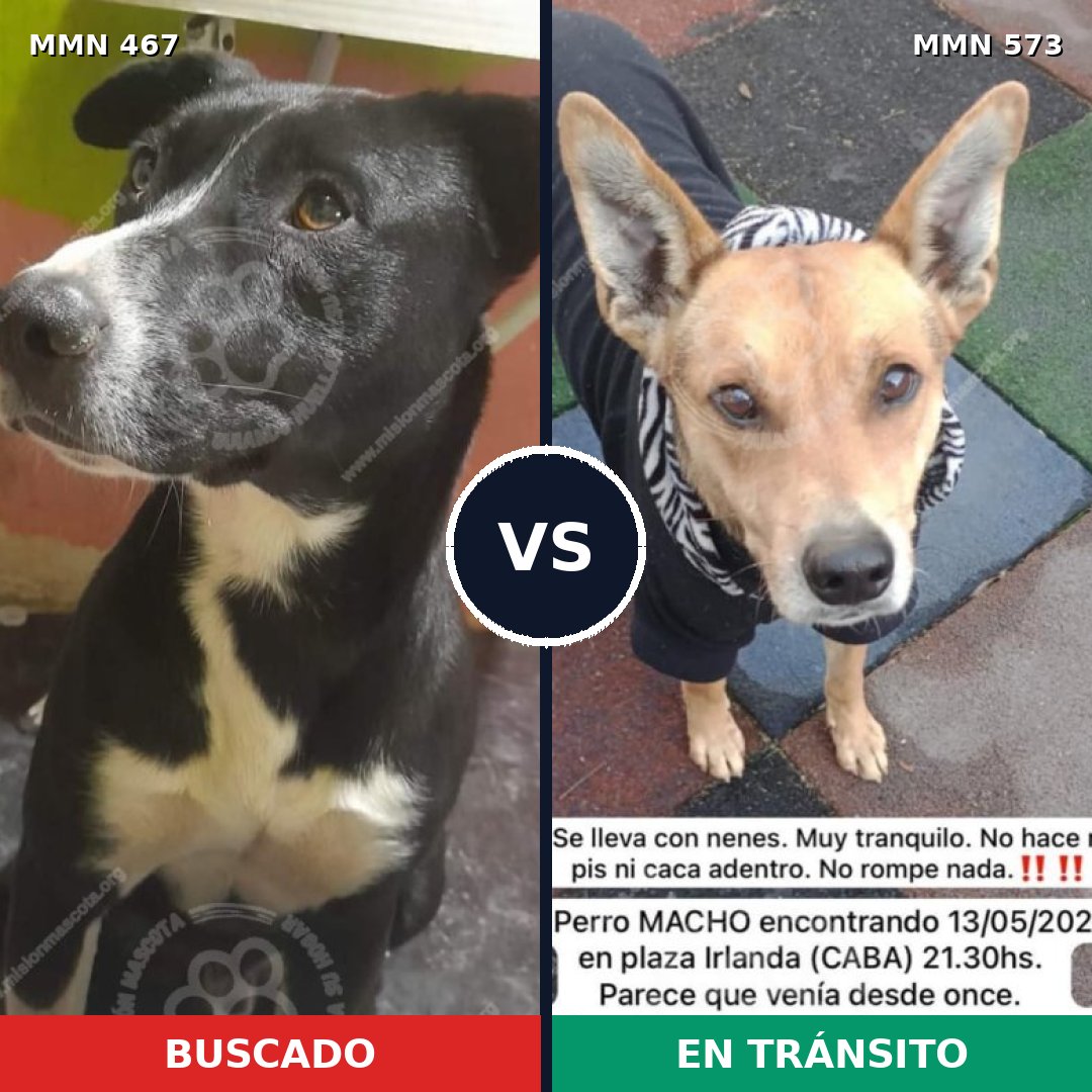 Comparativa MMS 8298: mascota perdida y mascota encontrada, 72% de similitud