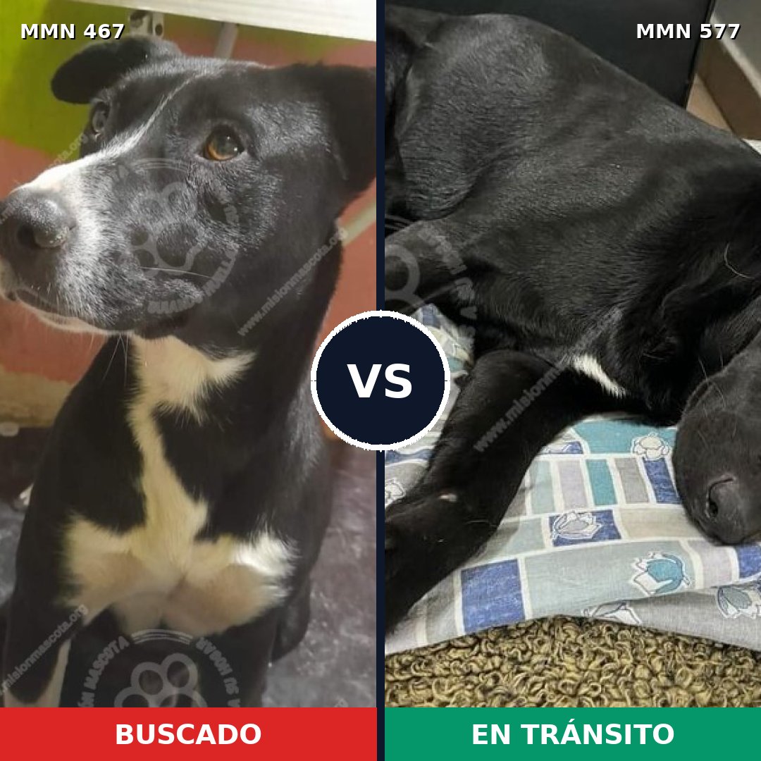 Comparativa MMS 8299: mascota perdida y mascota encontrada, 90% de similitud