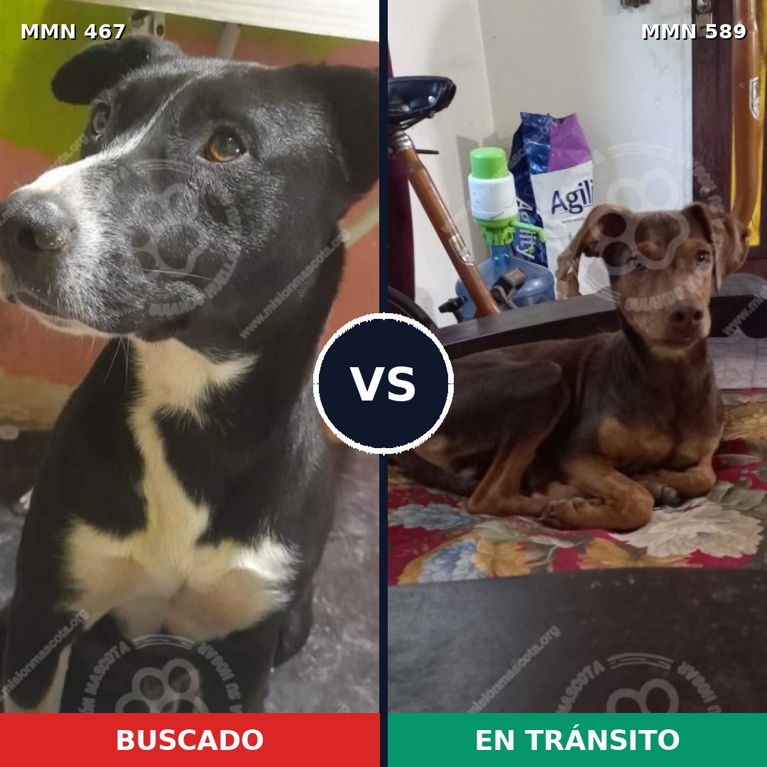 Comparativa MMS 8301: mascota perdida y mascota encontrada, 16% de similitud