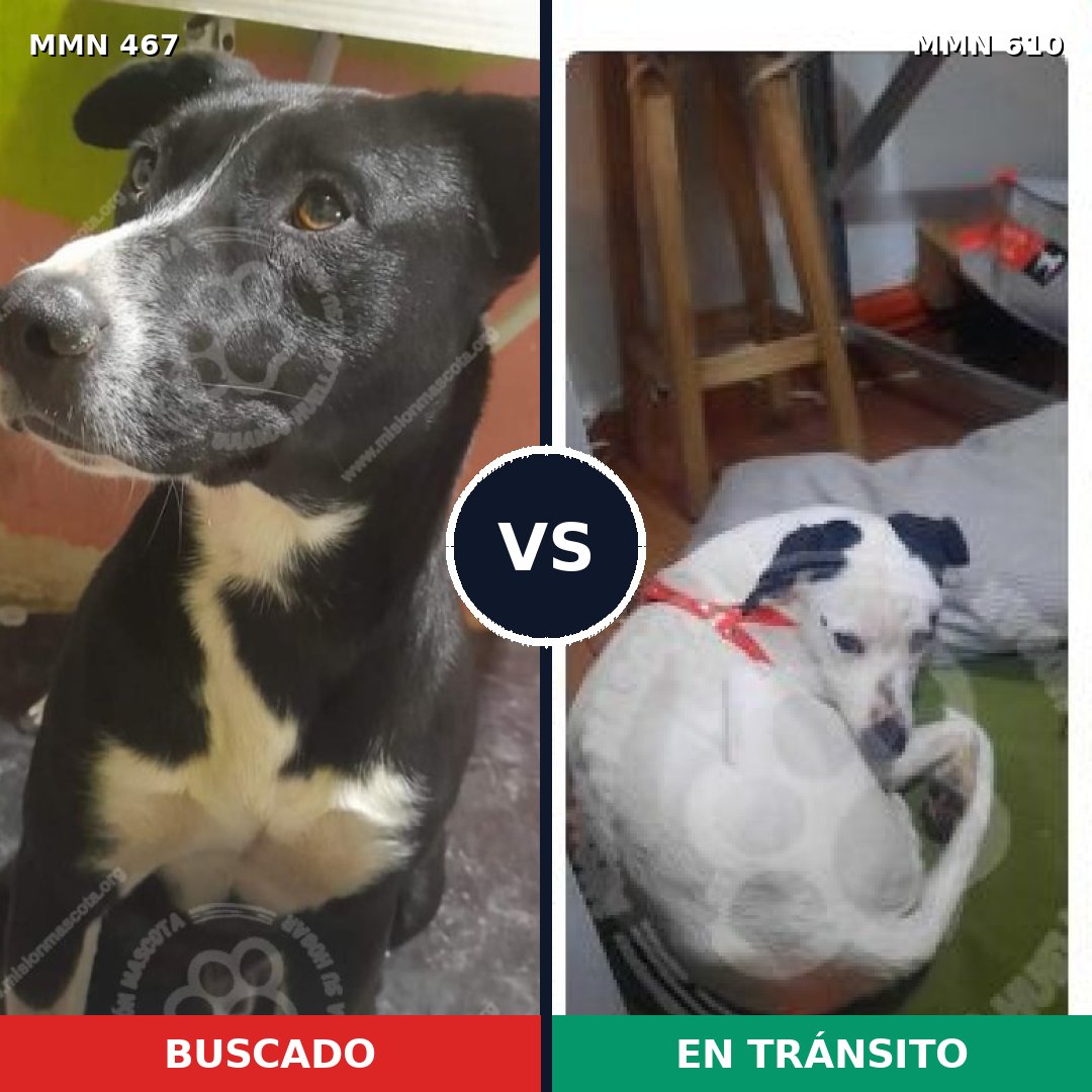 Comparativa MMS 8302: mascota perdida y mascota encontrada, 98% de similitud