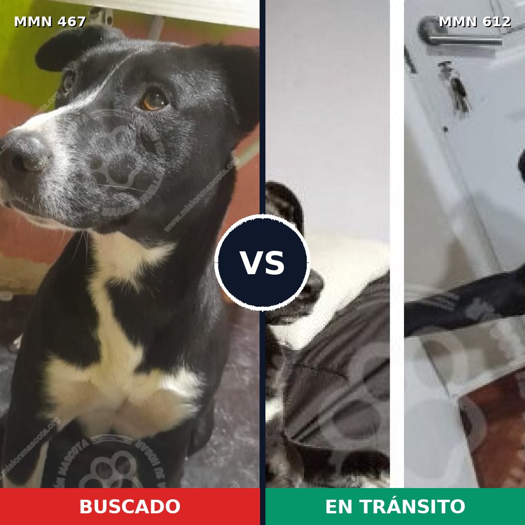 Comparativa MMS 8303: mascota perdida y mascota encontrada, 90% de similitud