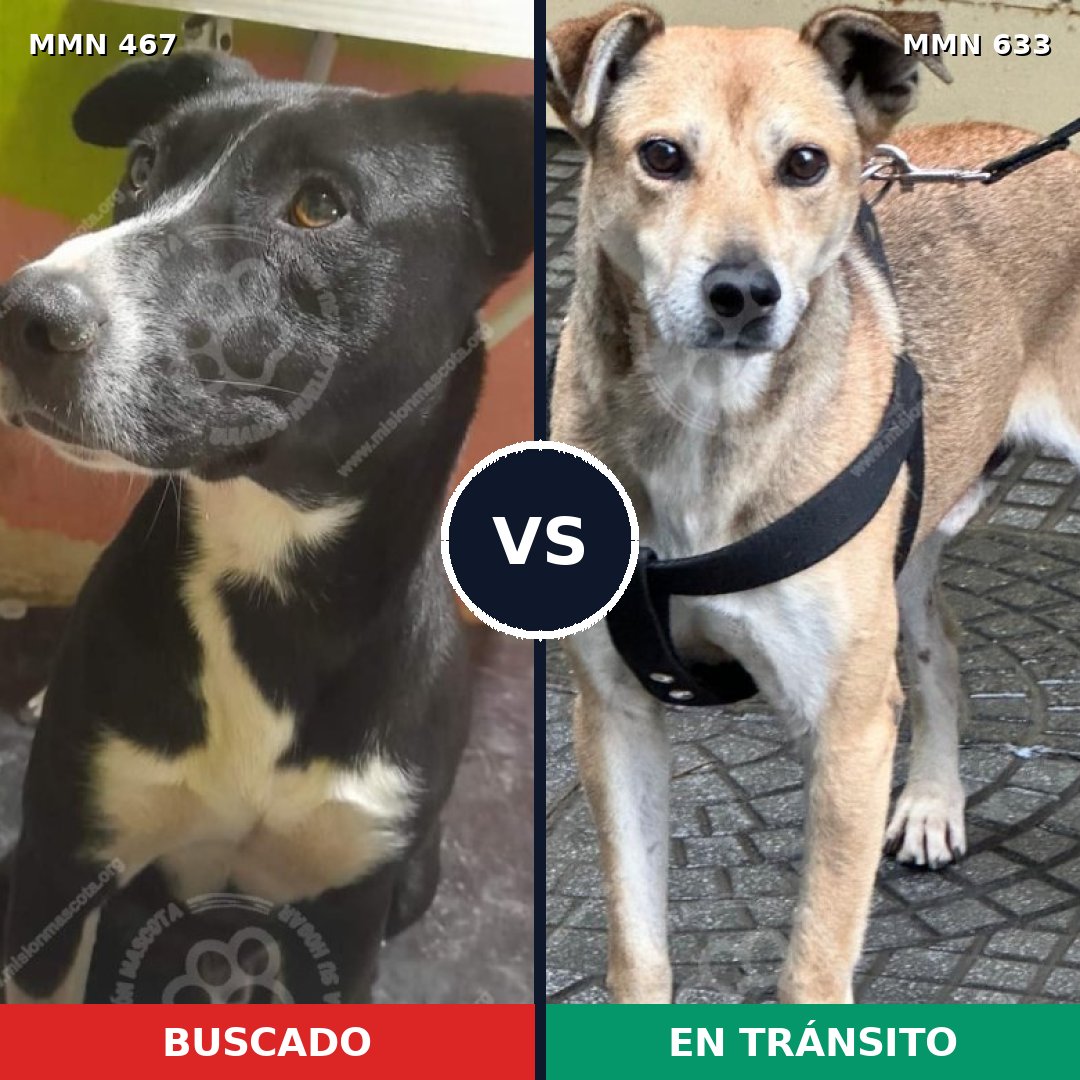 Comparativa MMS 8304: mascota perdida y mascota encontrada, 69% de similitud