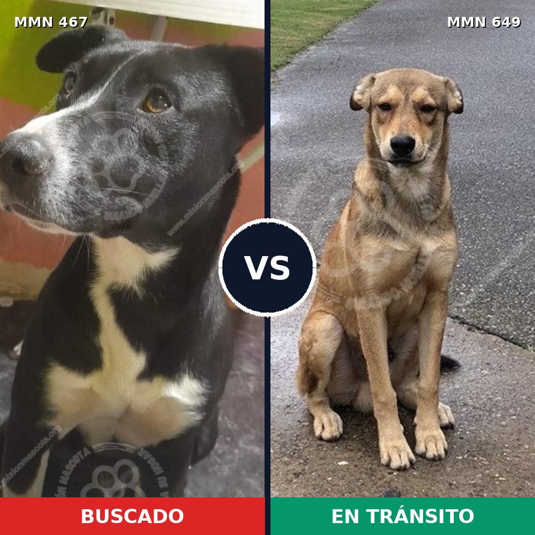 Comparativa MMS 8306: mascota perdida y mascota encontrada, 13% de similitud