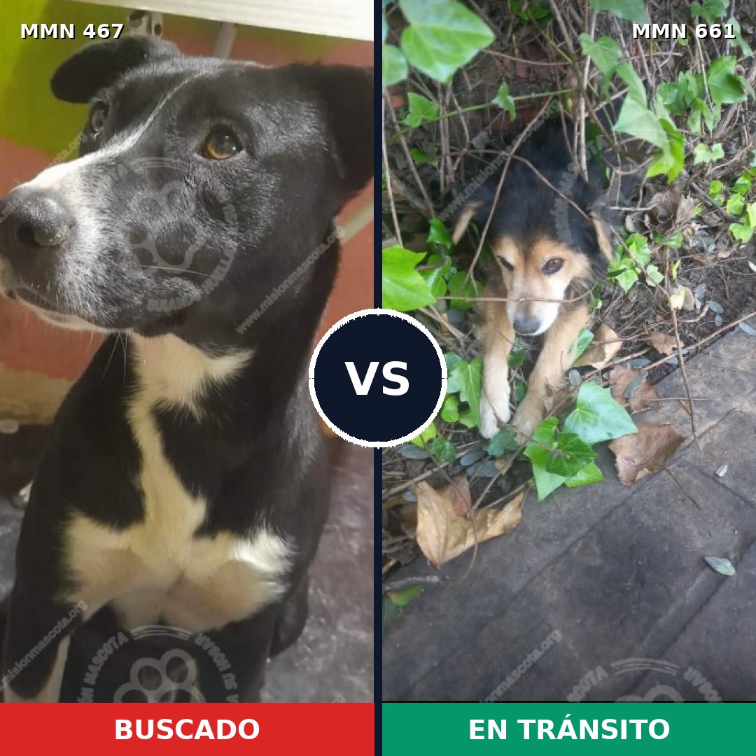 Comparativa MMS 8307: mascota perdida y mascota encontrada, 10% de similitud