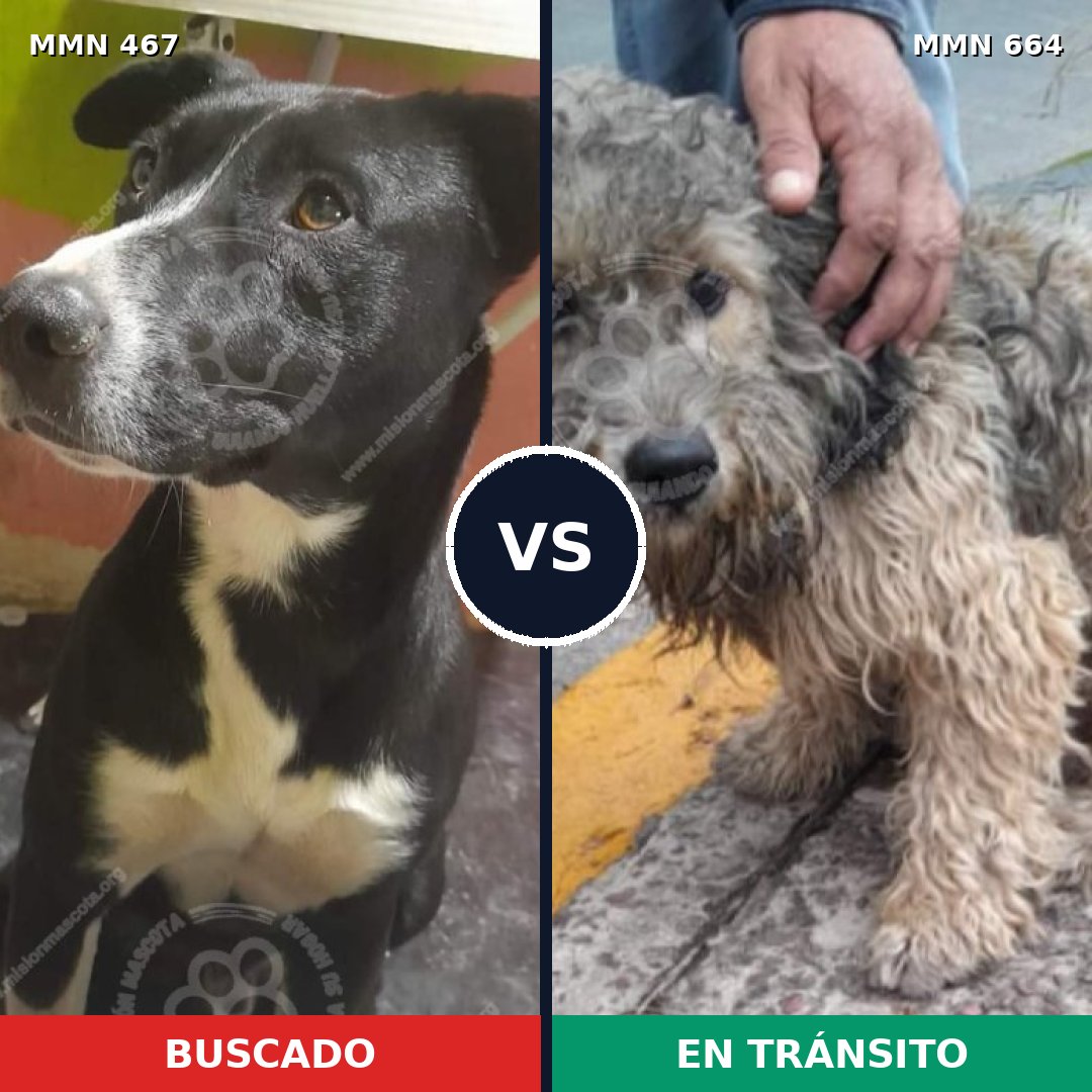 Comparativa MMS 8308: mascota perdida y mascota encontrada, 71% de similitud