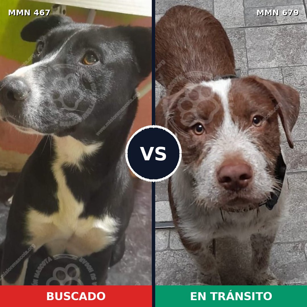 Comparativa MMS 8310: mascota perdida y mascota encontrada, 32% de similitud