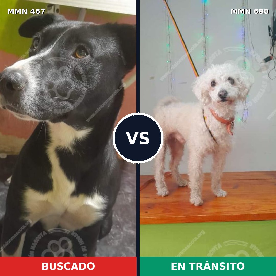 Comparativa MMS 8311: mascota perdida y mascota encontrada, 55% de similitud