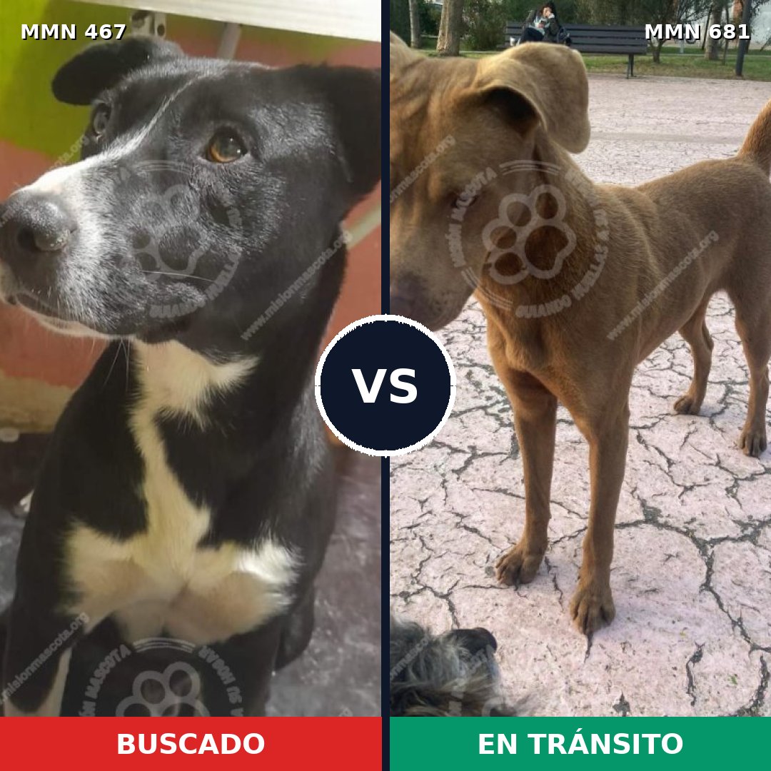 Comparativa MMS 8312: mascota perdida y mascota encontrada, 21% de similitud