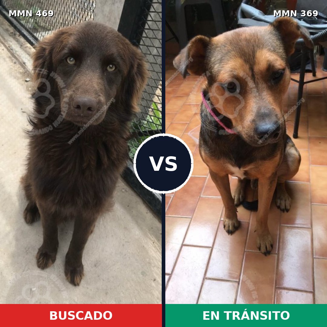 Comparativa MMS 8313: mascota perdida y mascota encontrada, 73% de similitud