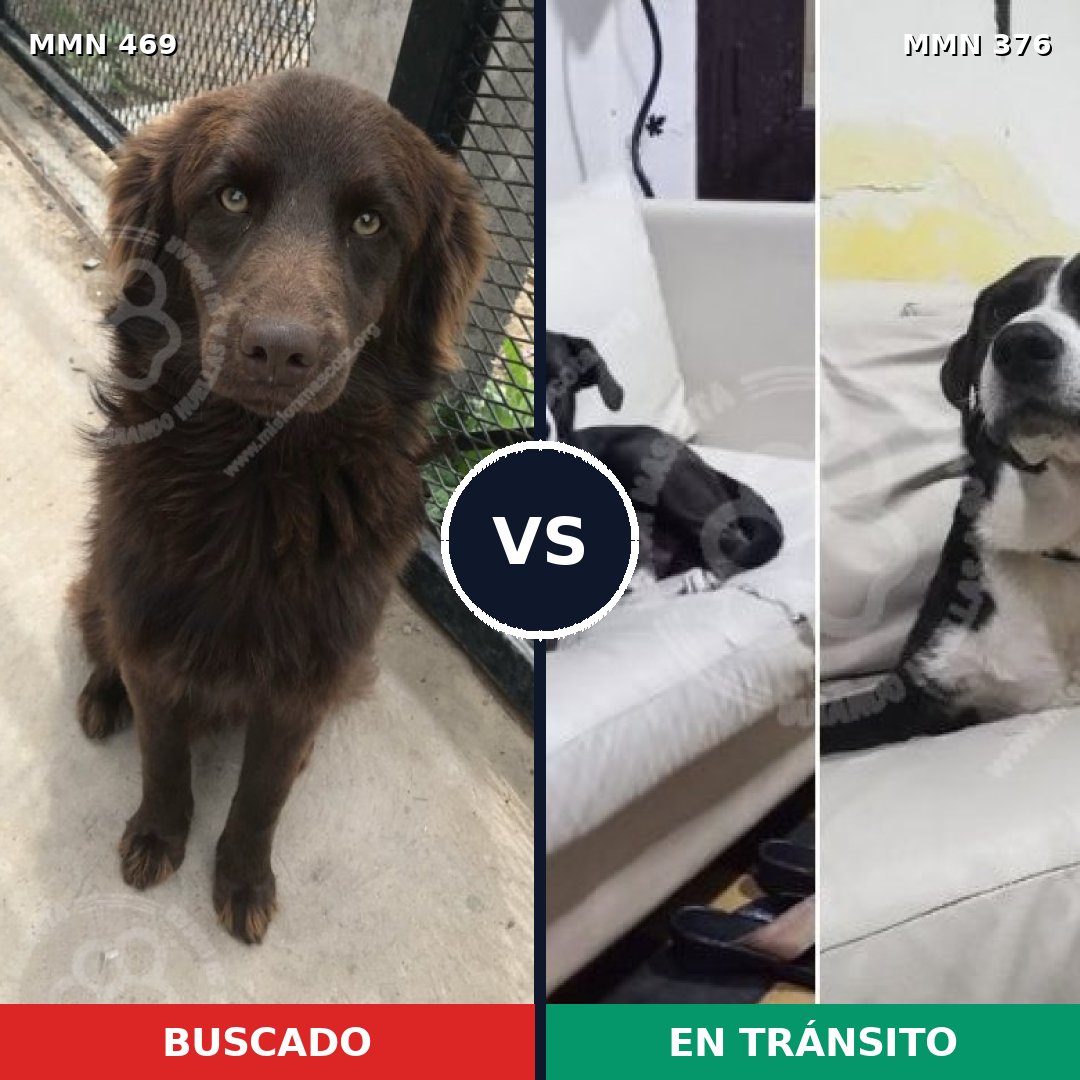 Comparativa MMS 8314: mascota perdida y mascota encontrada, 74% de similitud