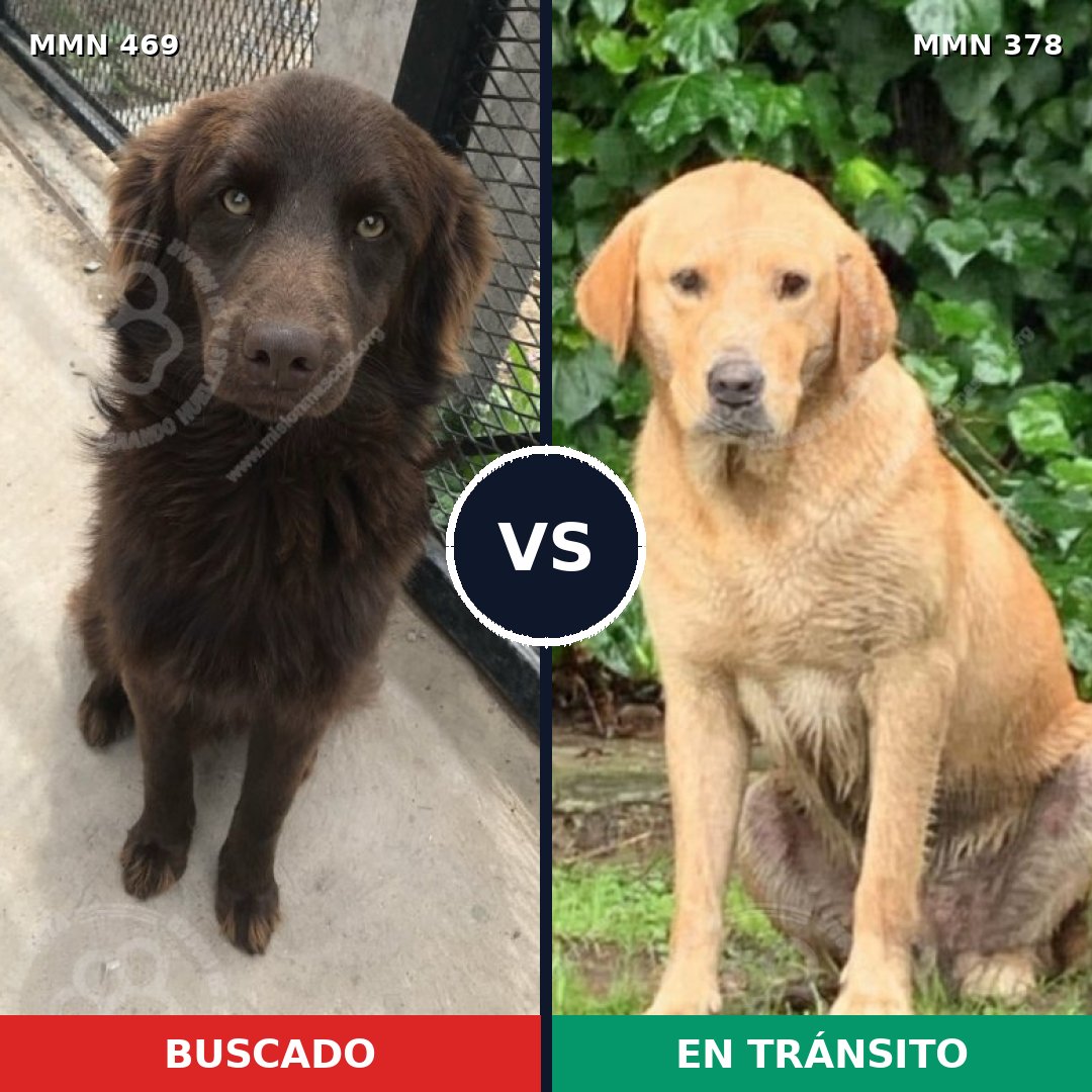 Comparativa MMS 8315: mascota perdida y mascota encontrada, 33% de similitud