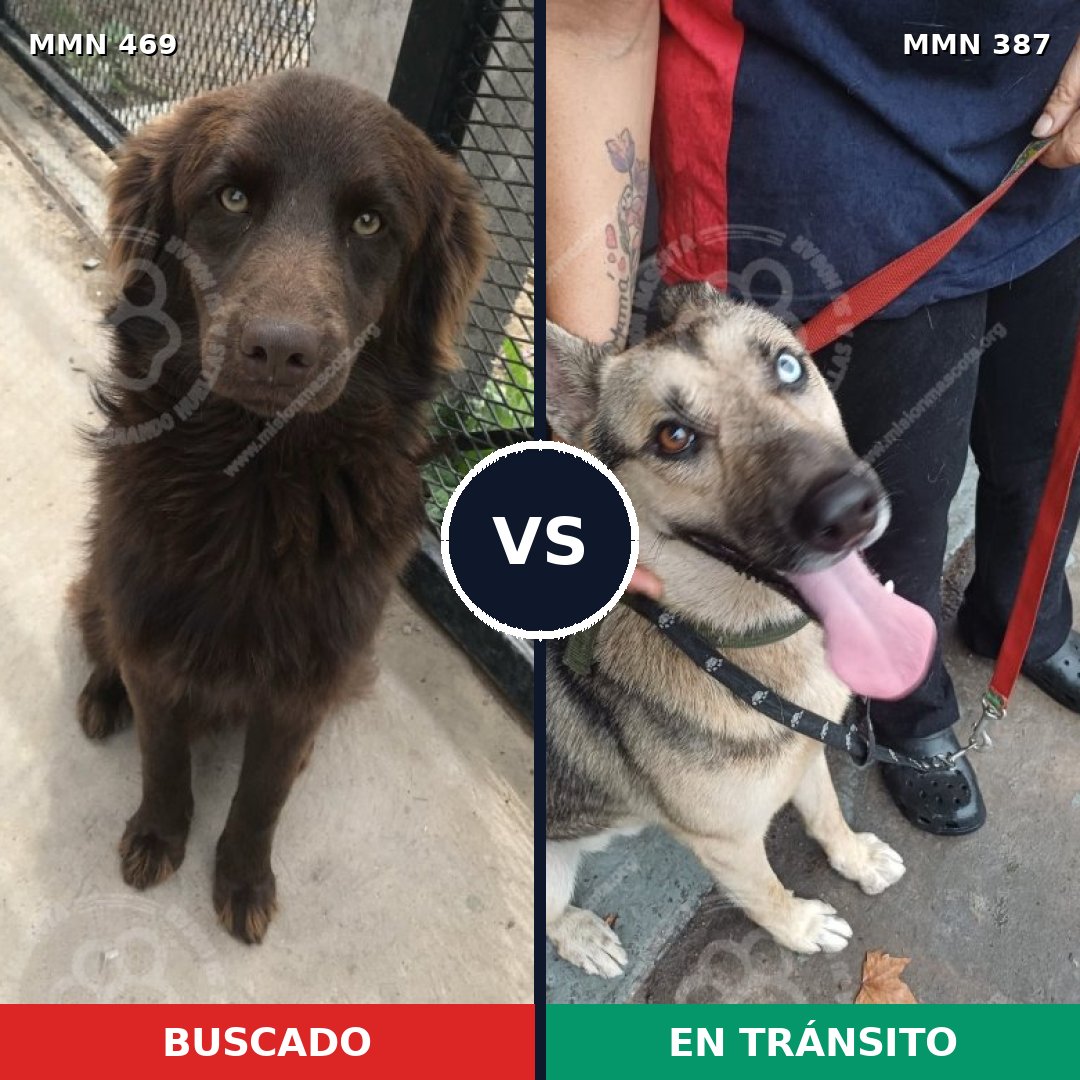Comparativa MMS 8316: mascota perdida y mascota encontrada, 45% de similitud