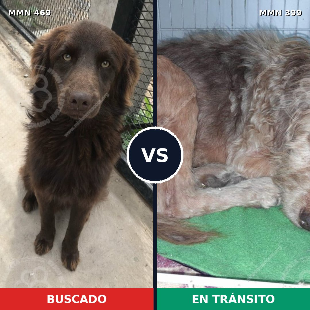 Comparativa MMS 8317: mascota perdida y mascota encontrada, 73% de similitud