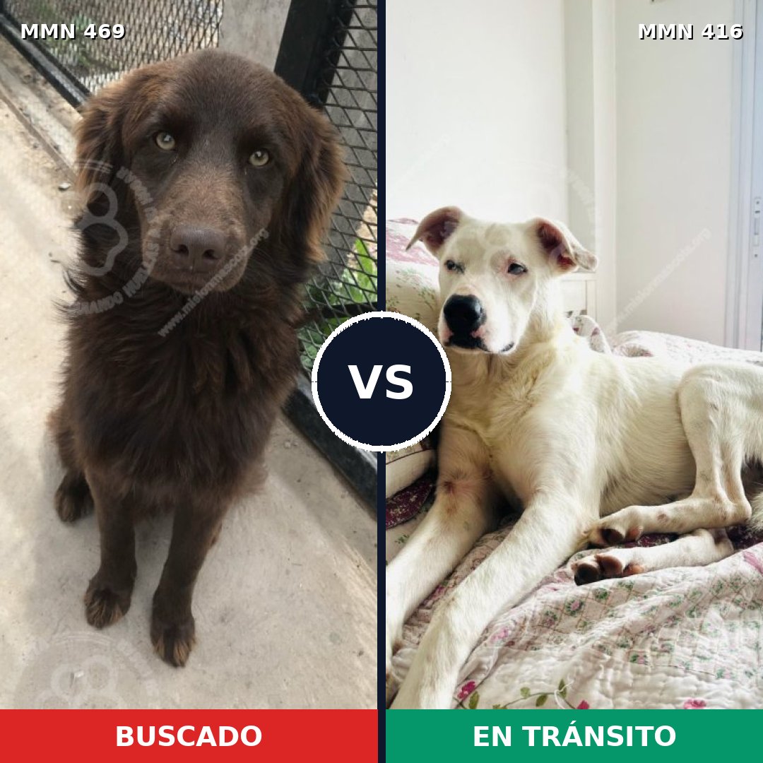 Comparativa MMS 8318: mascota perdida y mascota encontrada, 55% de similitud