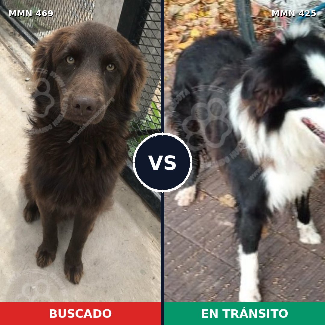 Comparativa MMS 8320: mascota perdida y mascota encontrada, 64% de similitud