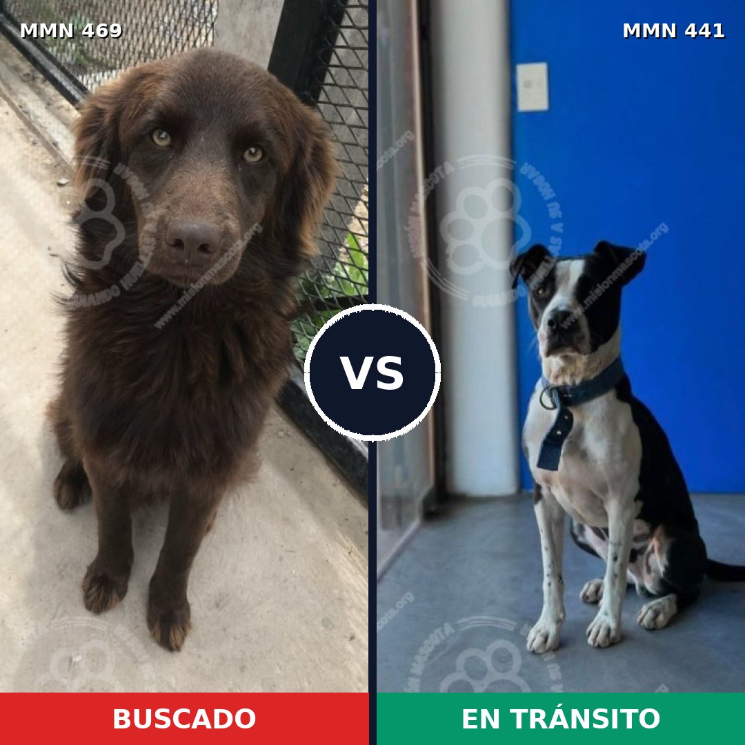 Comparativa MMS 8321: mascota perdida y mascota encontrada, 60% de similitud