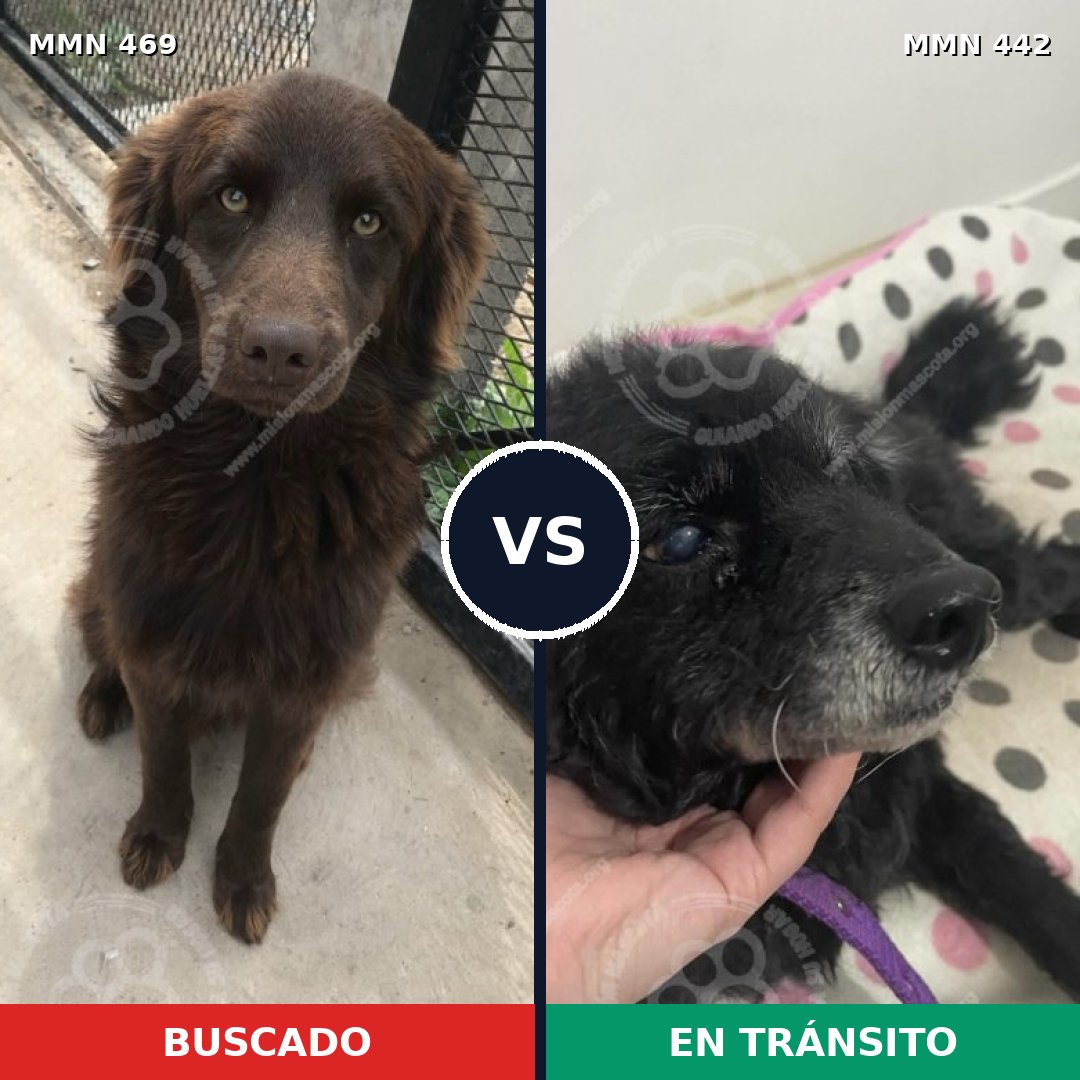 Comparativa MMS 8322: mascota perdida y mascota encontrada, 73% de similitud
