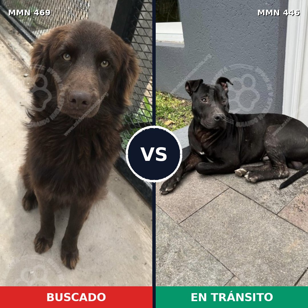 Comparativa MMS 8323: mascota perdida y mascota encontrada, 72% de similitud