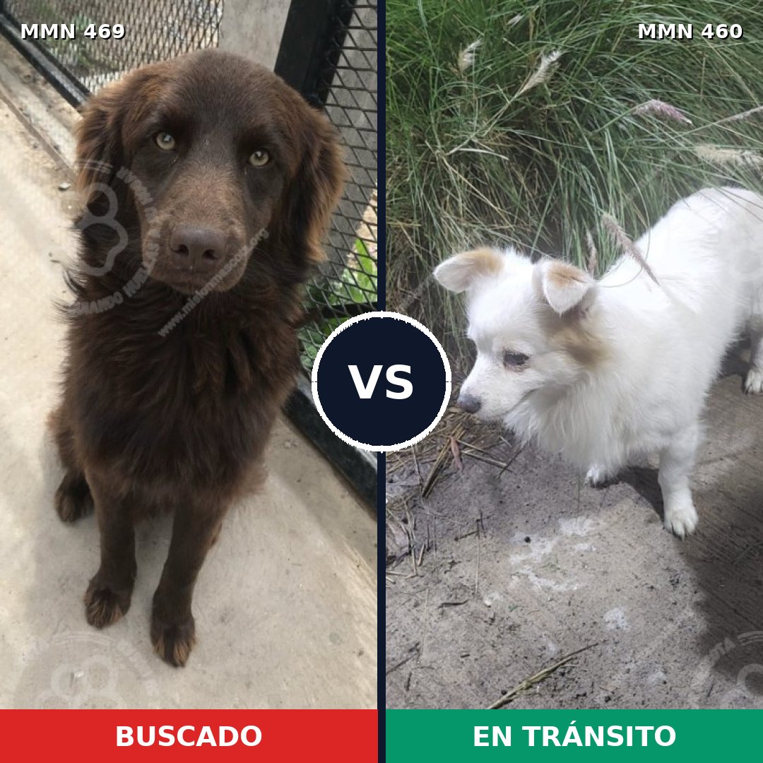 Comparativa MMS 8325: mascota perdida y mascota encontrada, 61% de similitud