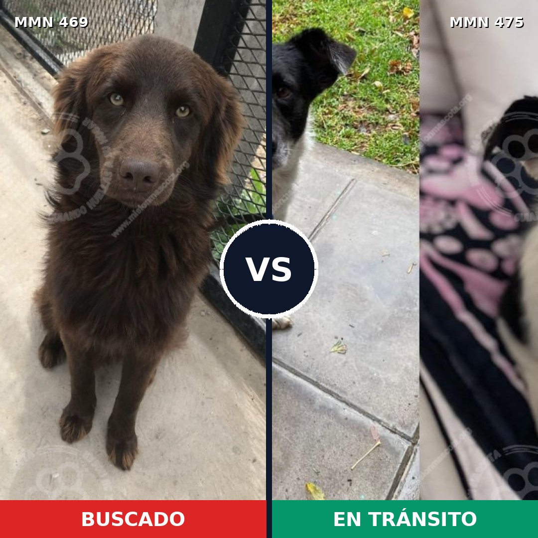 Comparativa MMS 8327: mascota perdida y mascota encontrada, 72% de similitud