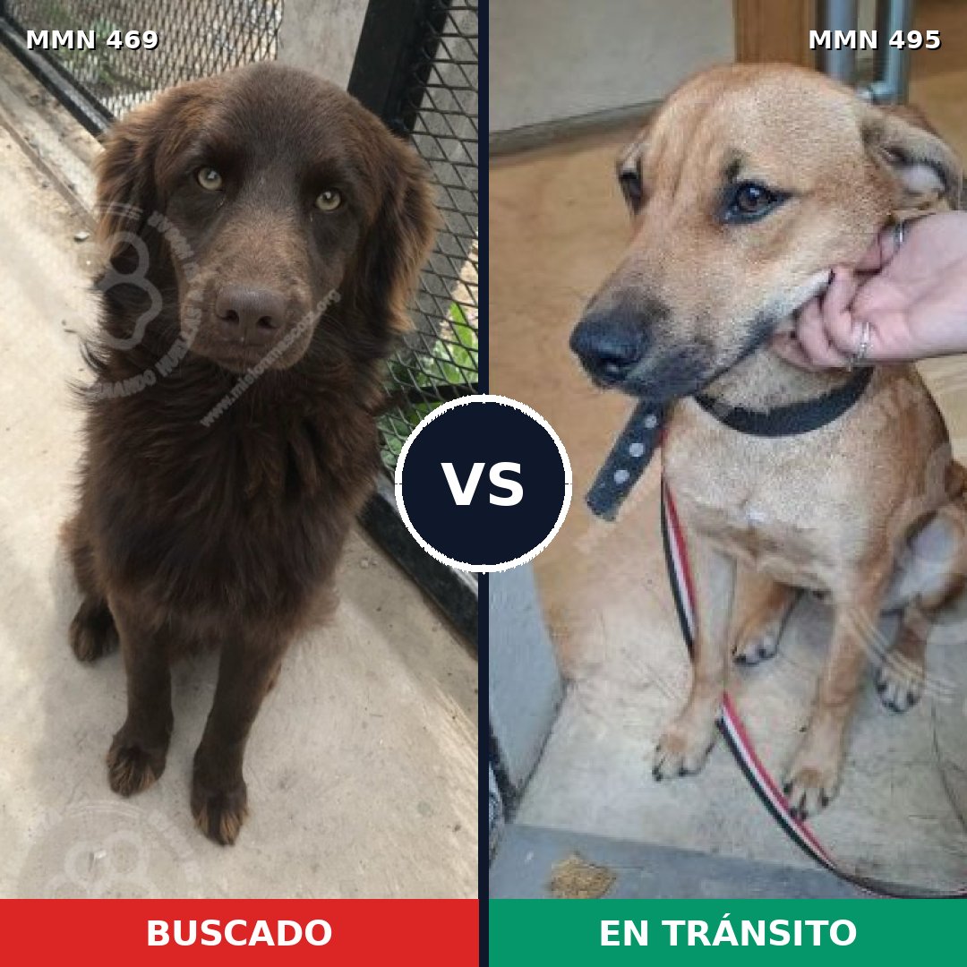 Comparativa MMS 8329: mascota perdida y mascota encontrada, 70% de similitud