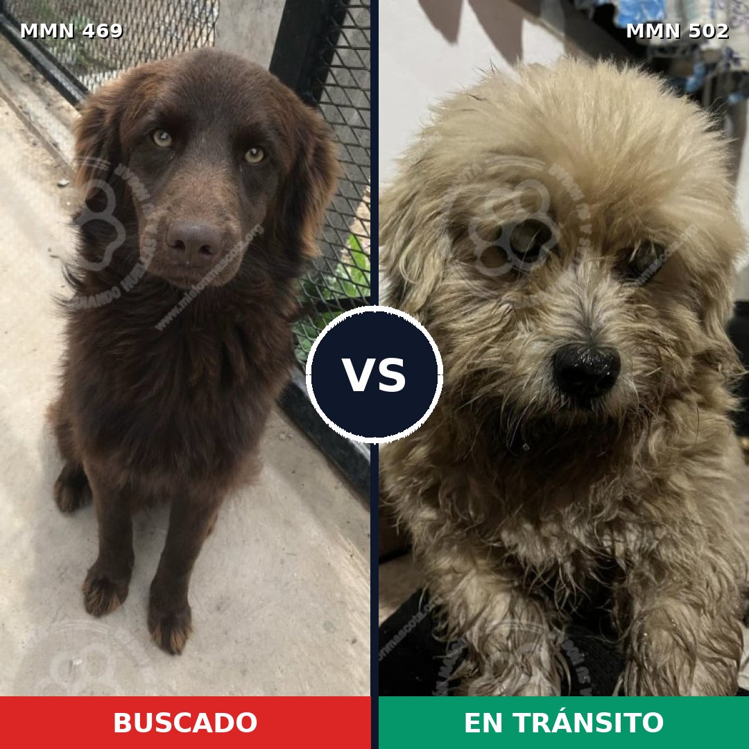 Comparativa MMS 8330: mascota perdida y mascota encontrada, 61% de similitud