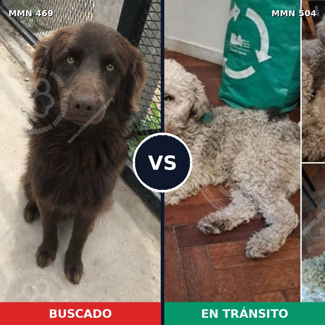 Comparativa MMS 8331: mascota perdida y mascota encontrada, 40% de similitud