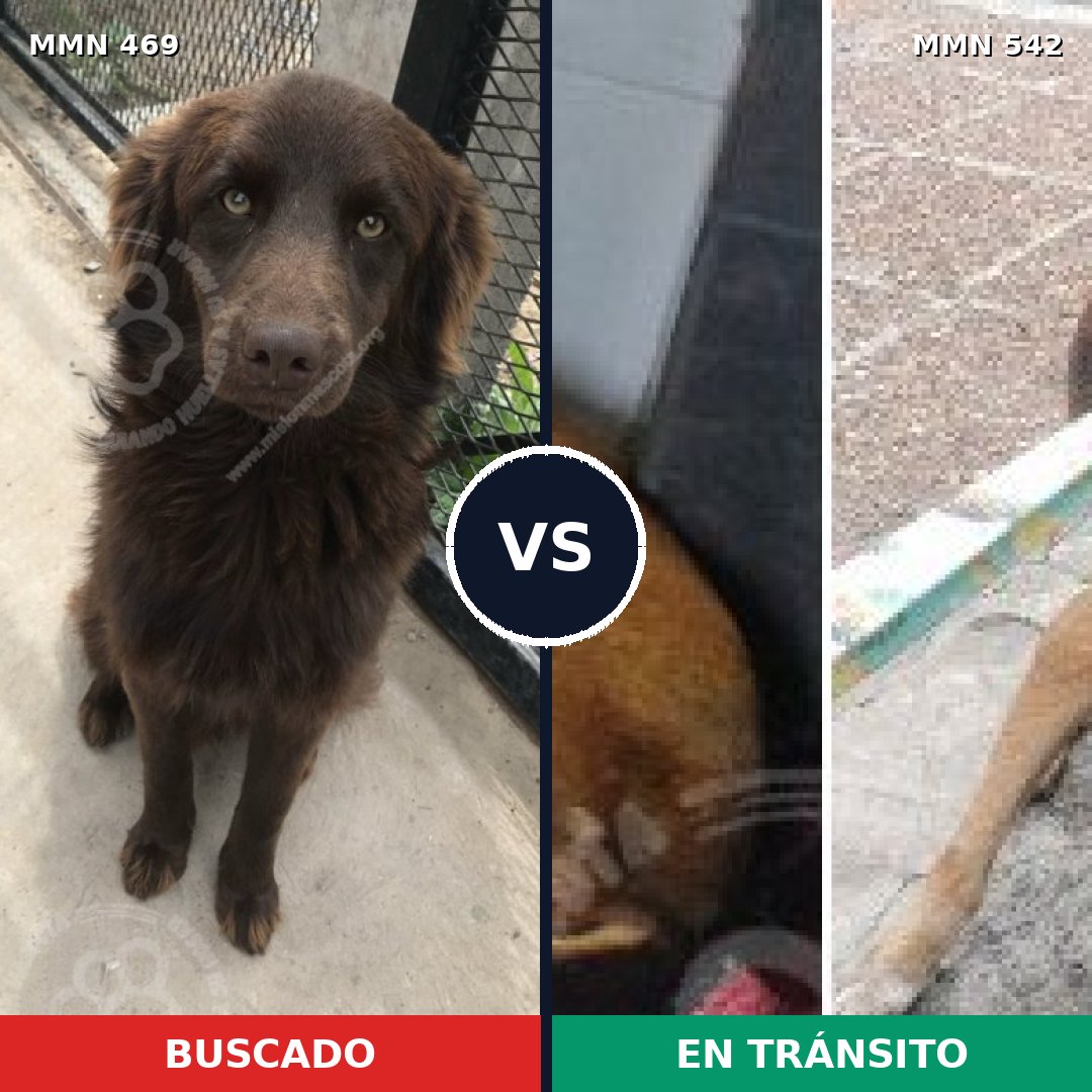 Comparativa MMS 8334: mascota perdida y mascota encontrada, 61% de similitud