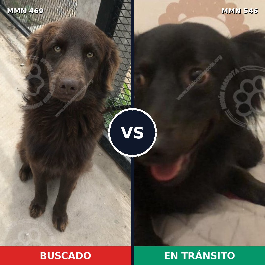 Comparativa MMS 8335: mascota perdida y mascota encontrada, 62% de similitud