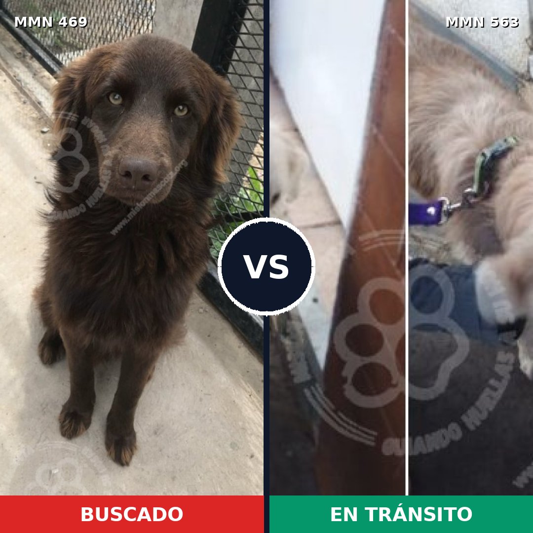 Comparativa MMS 8336: mascota perdida y mascota encontrada, 40% de similitud