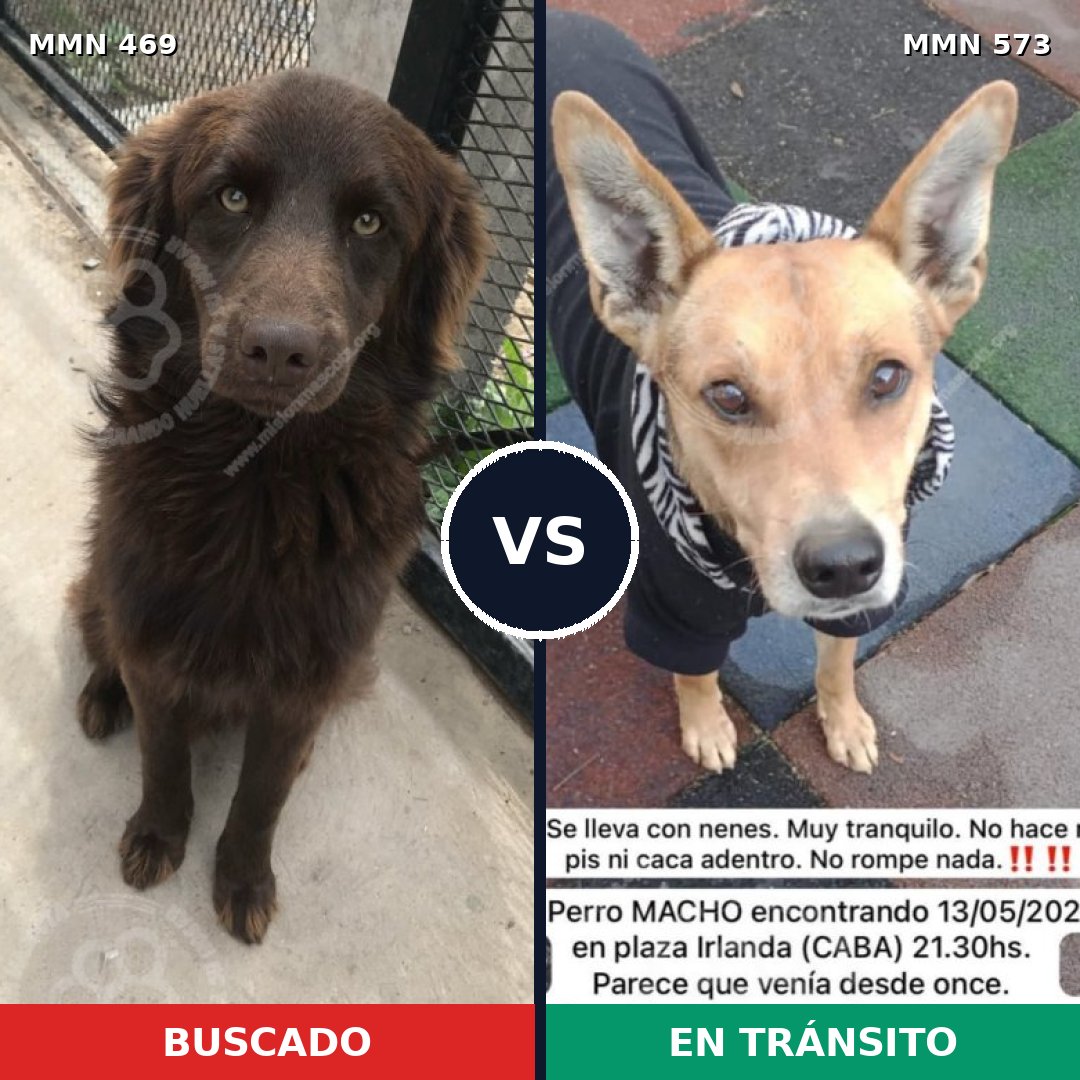 Comparativa MMS 8337: mascota perdida y mascota encontrada, 72% de similitud