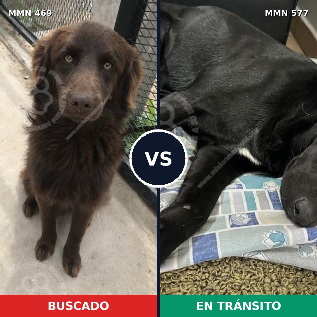 Comparativa MMS 8338: mascota perdida y mascota encontrada, 75% de similitud