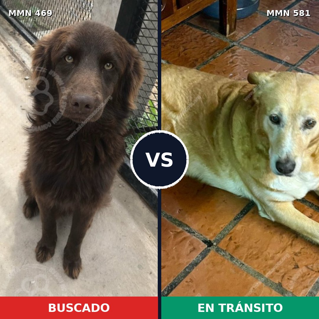 Comparativa MMS 8339: mascota perdida y mascota encontrada, 60% de similitud
