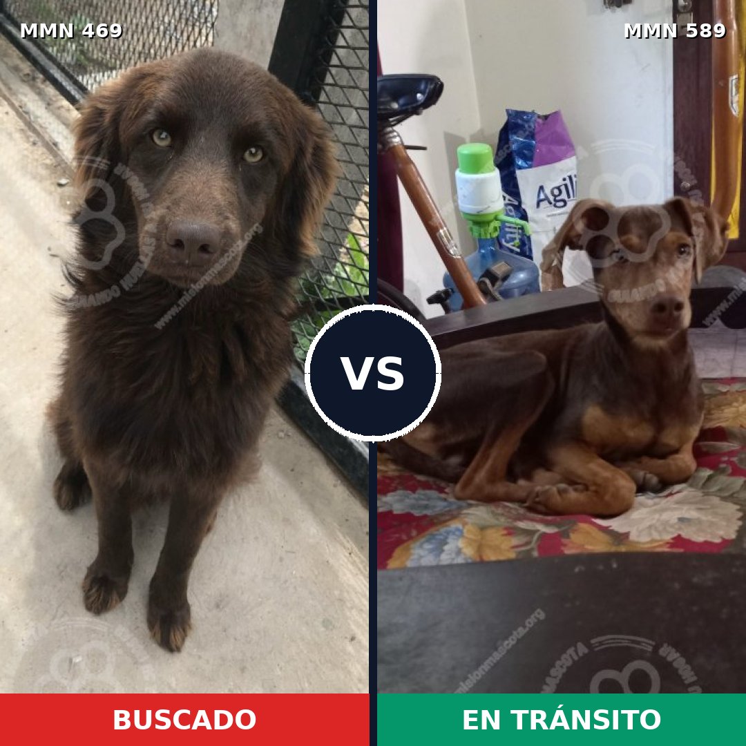 Comparativa MMS 8340: mascota perdida y mascota encontrada, 65% de similitud
