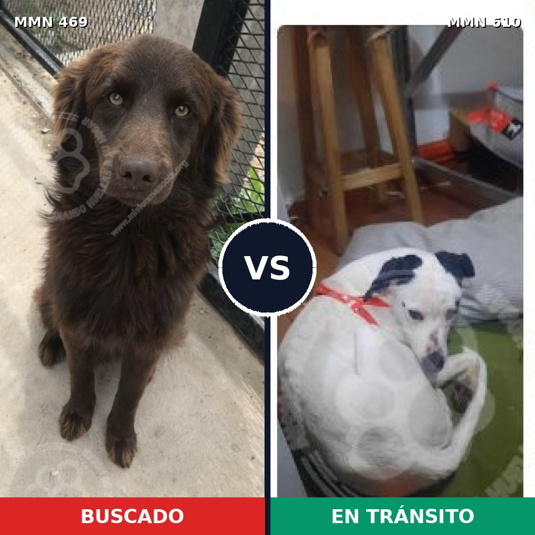 Comparativa MMS 8341: mascota perdida y mascota encontrada, 73% de similitud