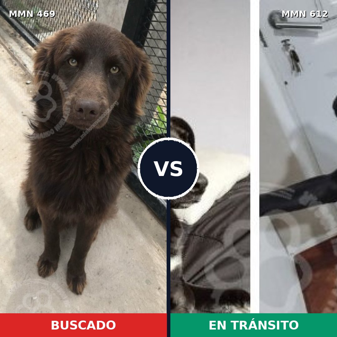 Comparativa MMS 8342: mascota perdida y mascota encontrada, 73% de similitud