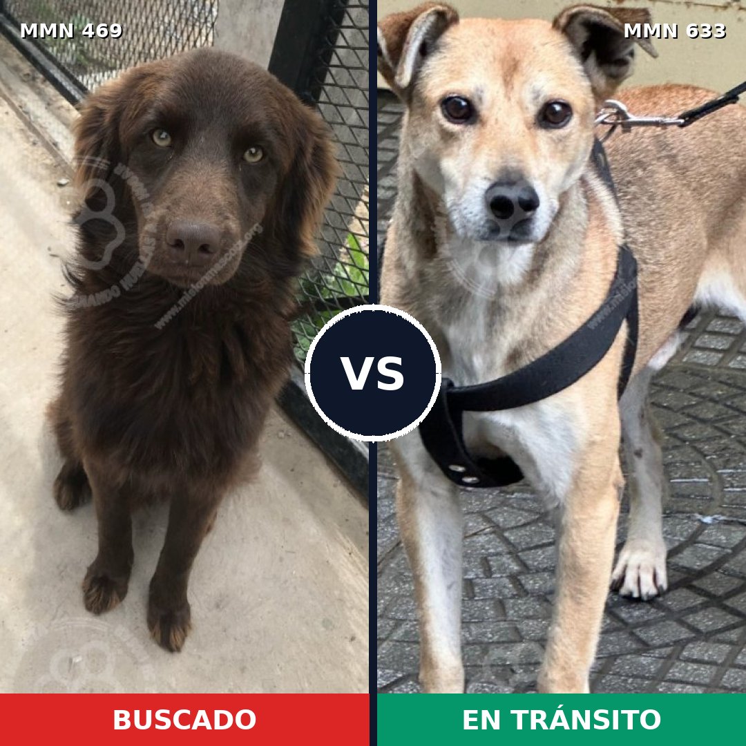 Comparativa MMS 8343: mascota perdida y mascota encontrada, 73% de similitud