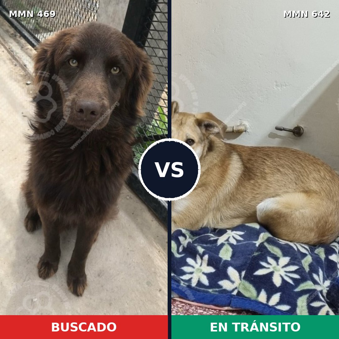 Comparativa MMS 8344: mascota perdida y mascota encontrada, 63% de similitud