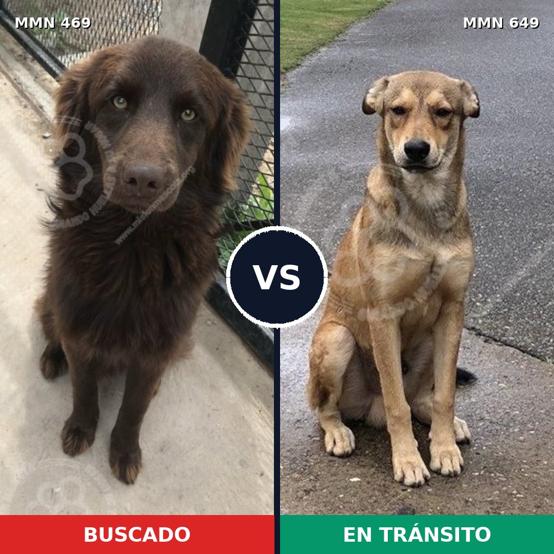 Comparativa MMS 8345: mascota perdida y mascota encontrada, 34% de similitud