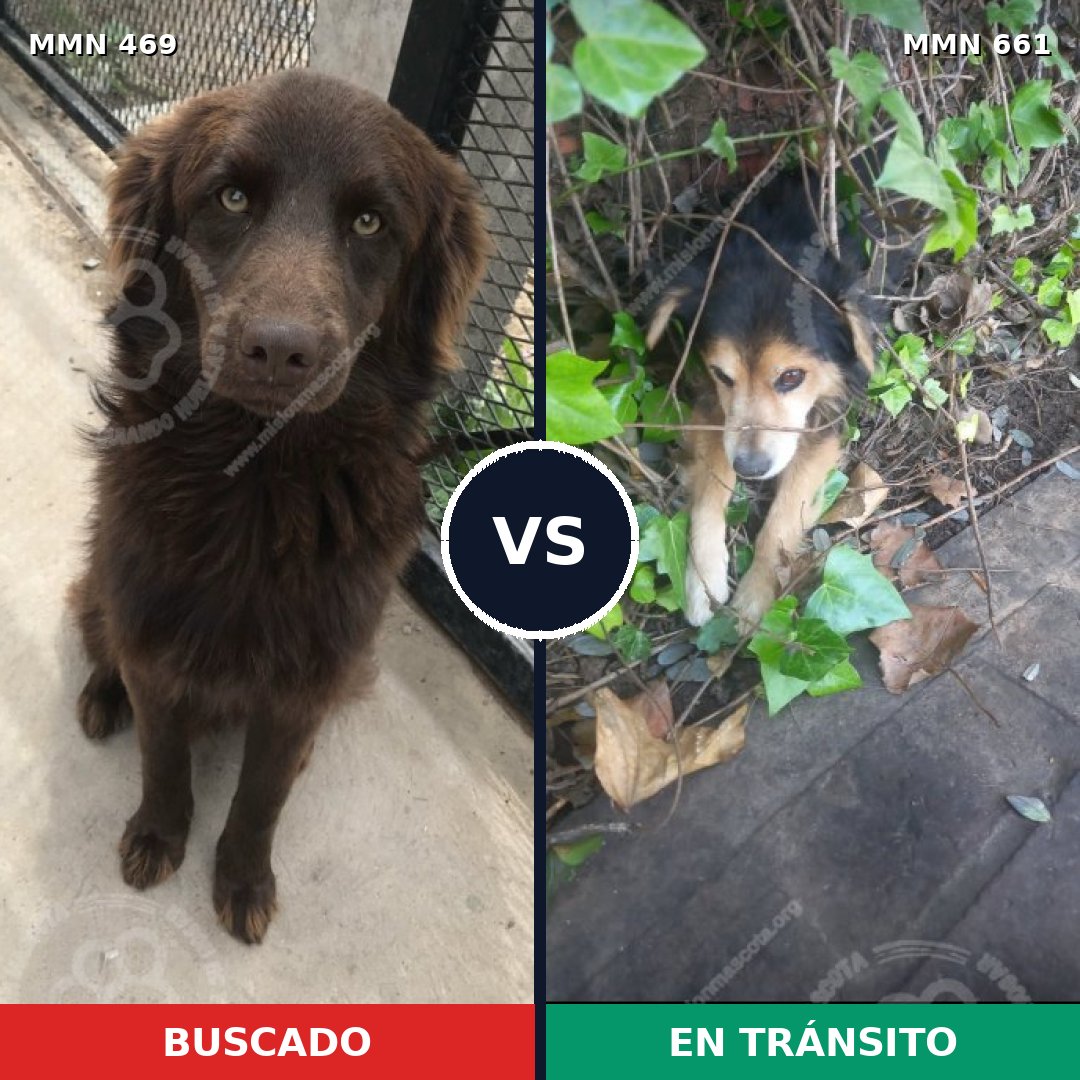 Comparativa MMS 8346: mascota perdida y mascota encontrada, 28% de similitud