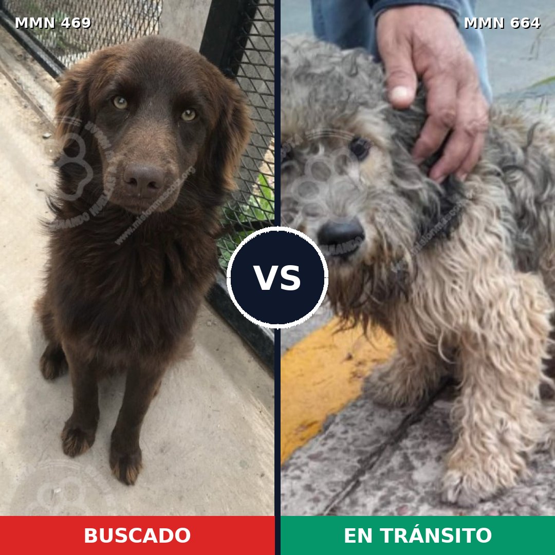 Comparativa MMS 8347: mascota perdida y mascota encontrada, 73% de similitud