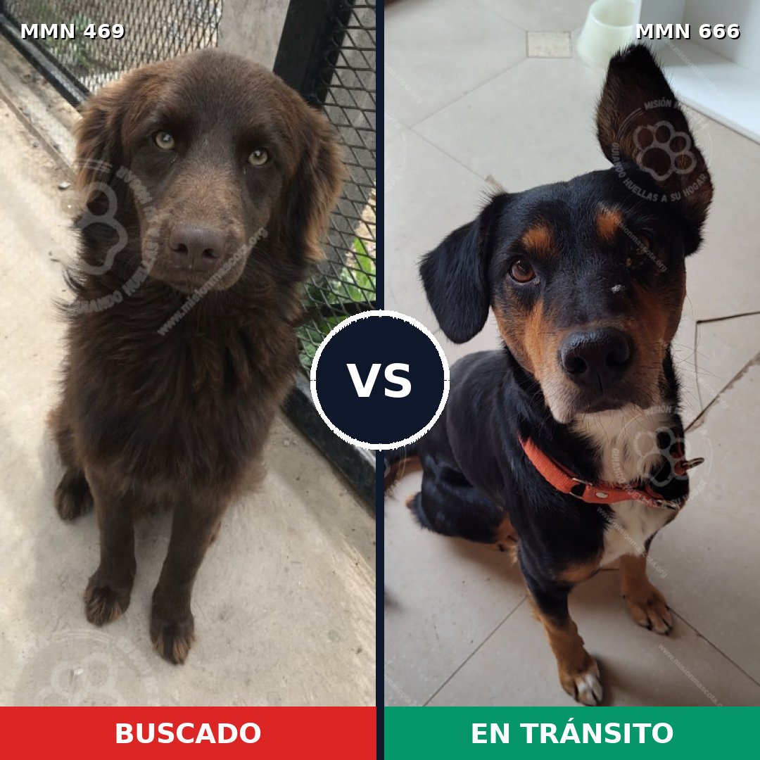 Comparativa MMS 8348: mascota perdida y mascota encontrada, 45% de similitud