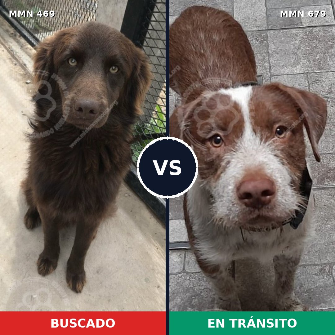 Comparativa MMS 8349: mascota perdida y mascota encontrada, 74% de similitud