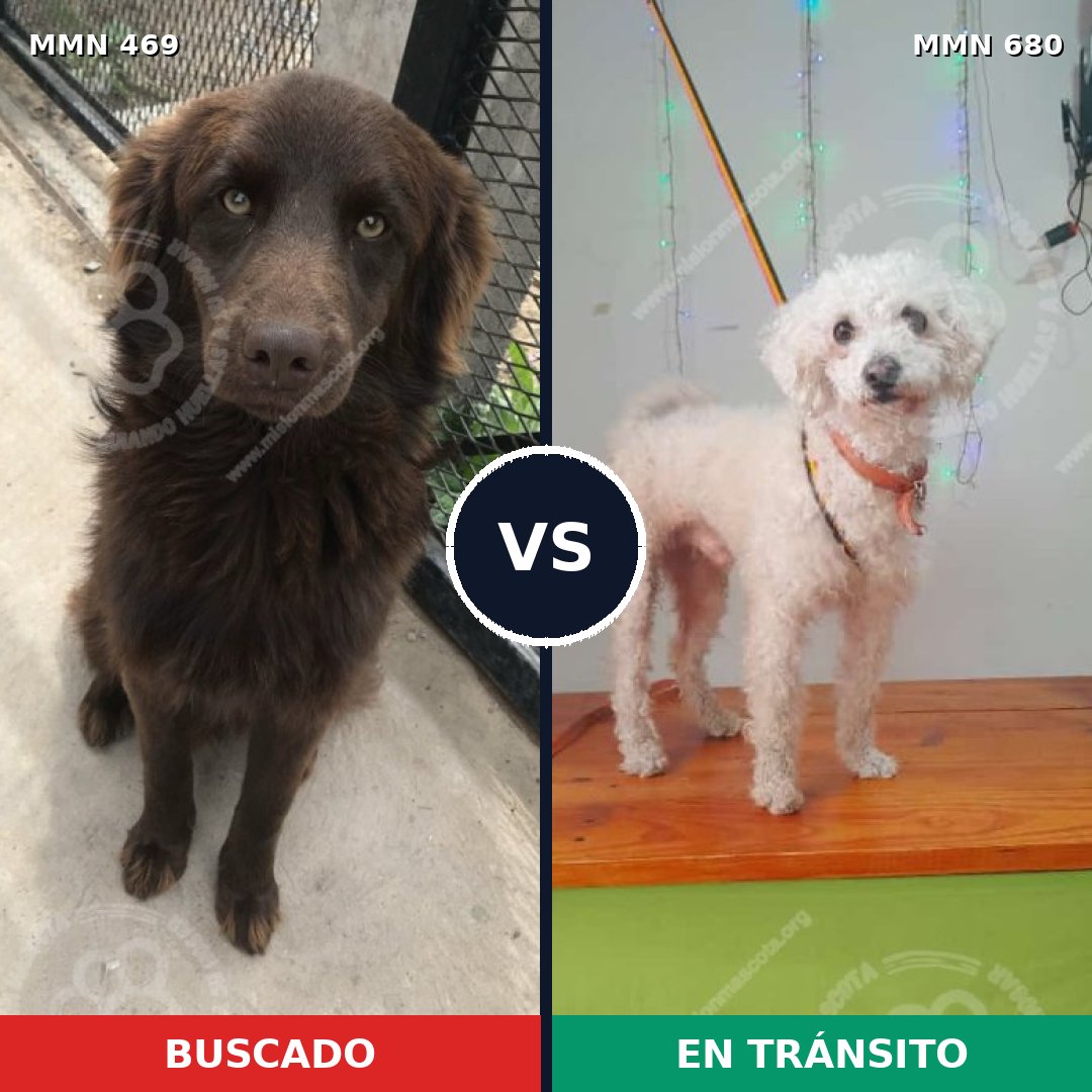 Comparativa MMS 8350: mascota perdida y mascota encontrada, 30% de similitud