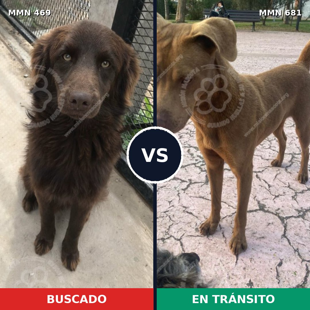 Comparativa MMS 8351: mascota perdida y mascota encontrada, 40% de similitud