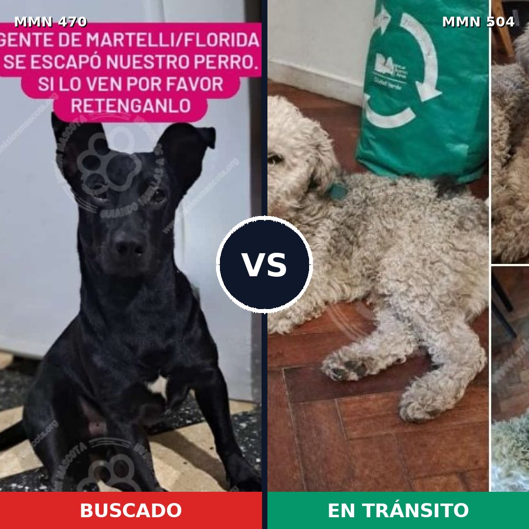 Comparativa MMS 8353: mascota perdida y mascota encontrada, 69% de similitud