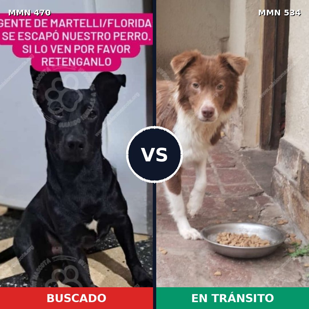 Comparativa MMS 8355: mascota perdida y mascota encontrada, 54% de similitud